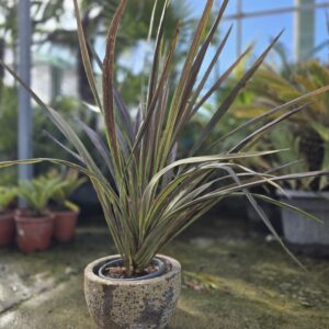 Cordyline banksii, 'electric star'