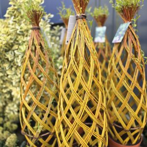 Salix hybrid, Living Willow Sculpture