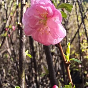 Prunus triloba 'Rosenmund' Pink Flowering Cherry