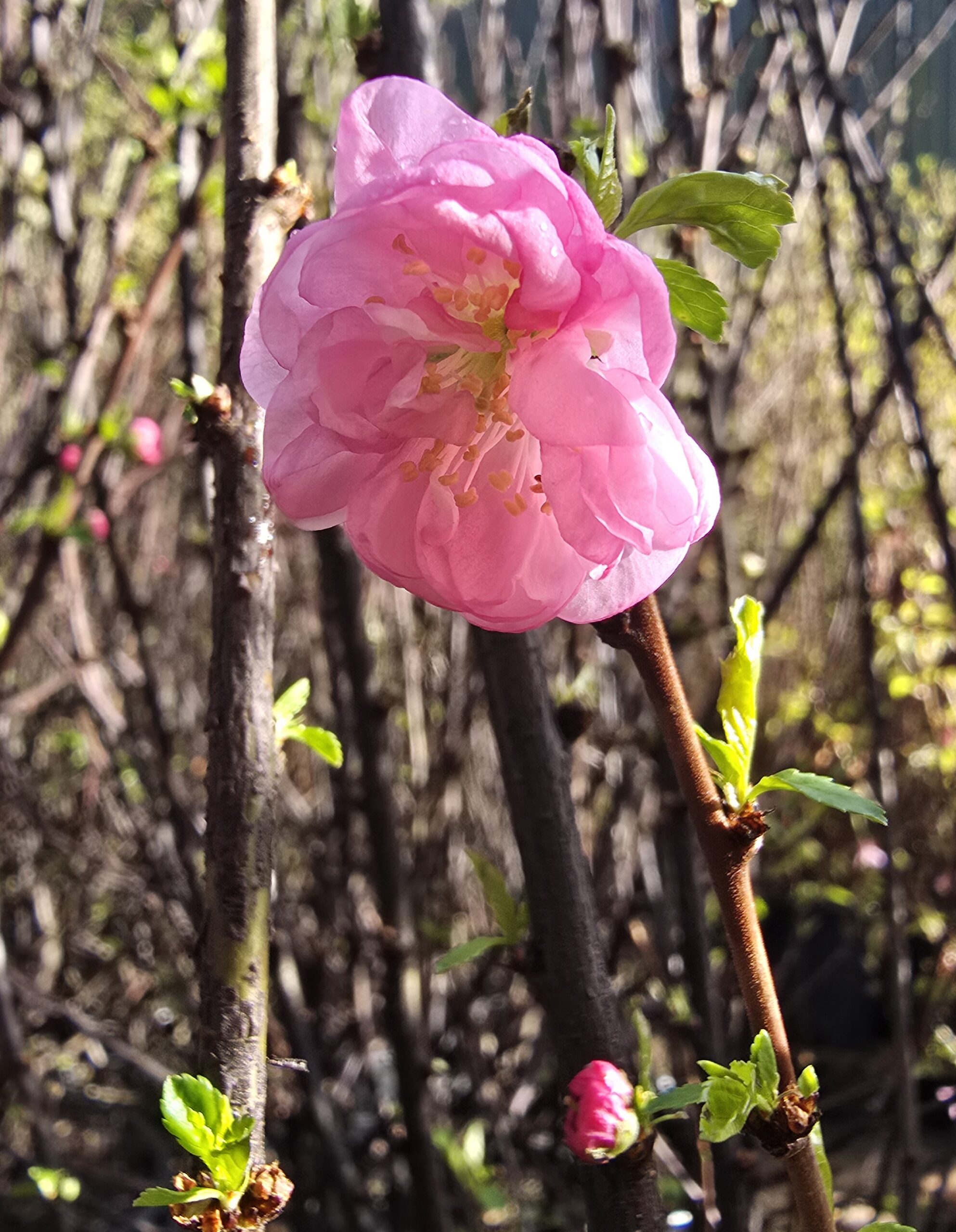 Prunus triloba 'Rosenmund' Pink Flowering Cherry