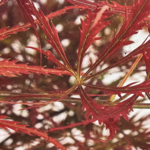 Acer palmatum 'Emma', Japanese Maple