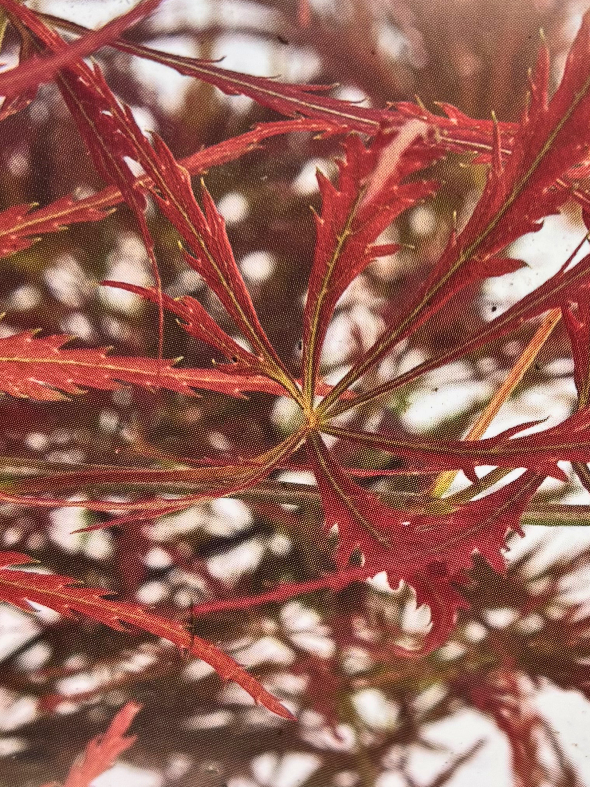 Acer palmatum 'Emma', Japanese Maple