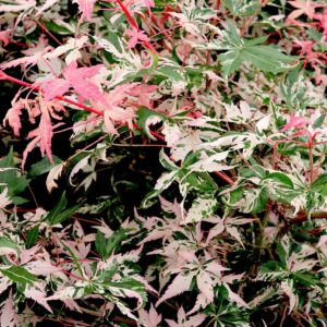 Acer palm. 'oridono nishiki', Japanese Maple