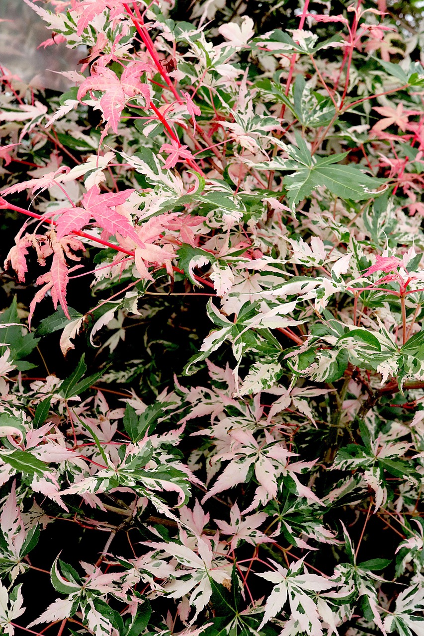 Acer palm. 'oridono nishiki', Japanese Maple