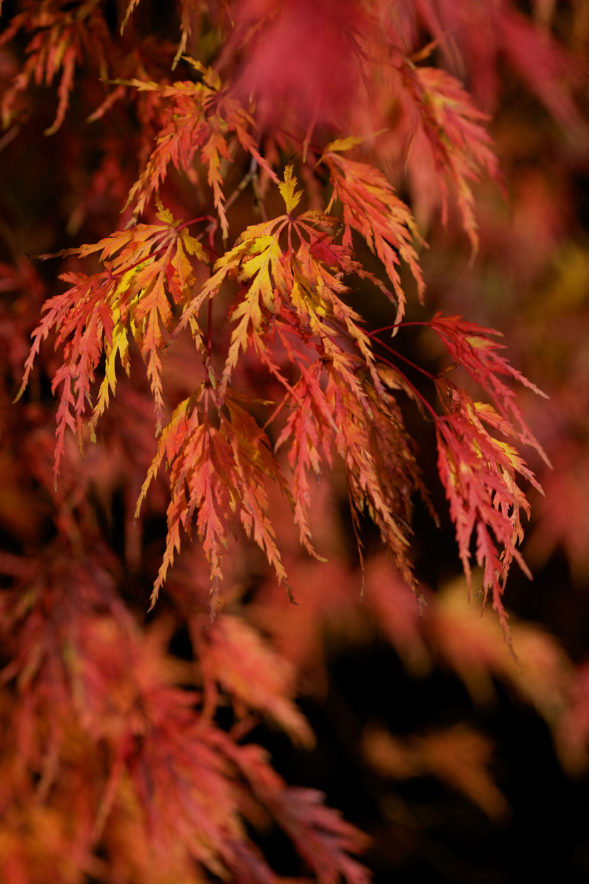 Acer palm. 'seiryu'