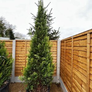 Cupressus leylandii pyramidalis, Upright leylandii