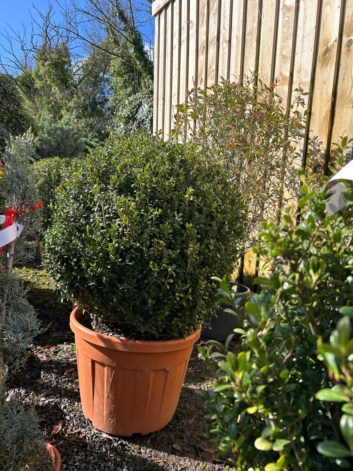 Ilex crenata Caroline