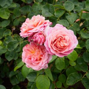 Rosa Eustacia Vye - David Austin Rose