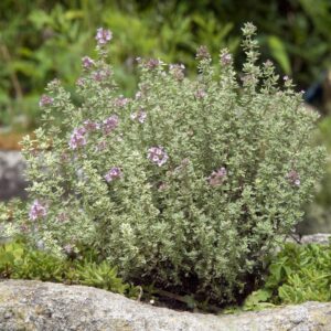 Thymus x citrodorus 'lemon thyme'