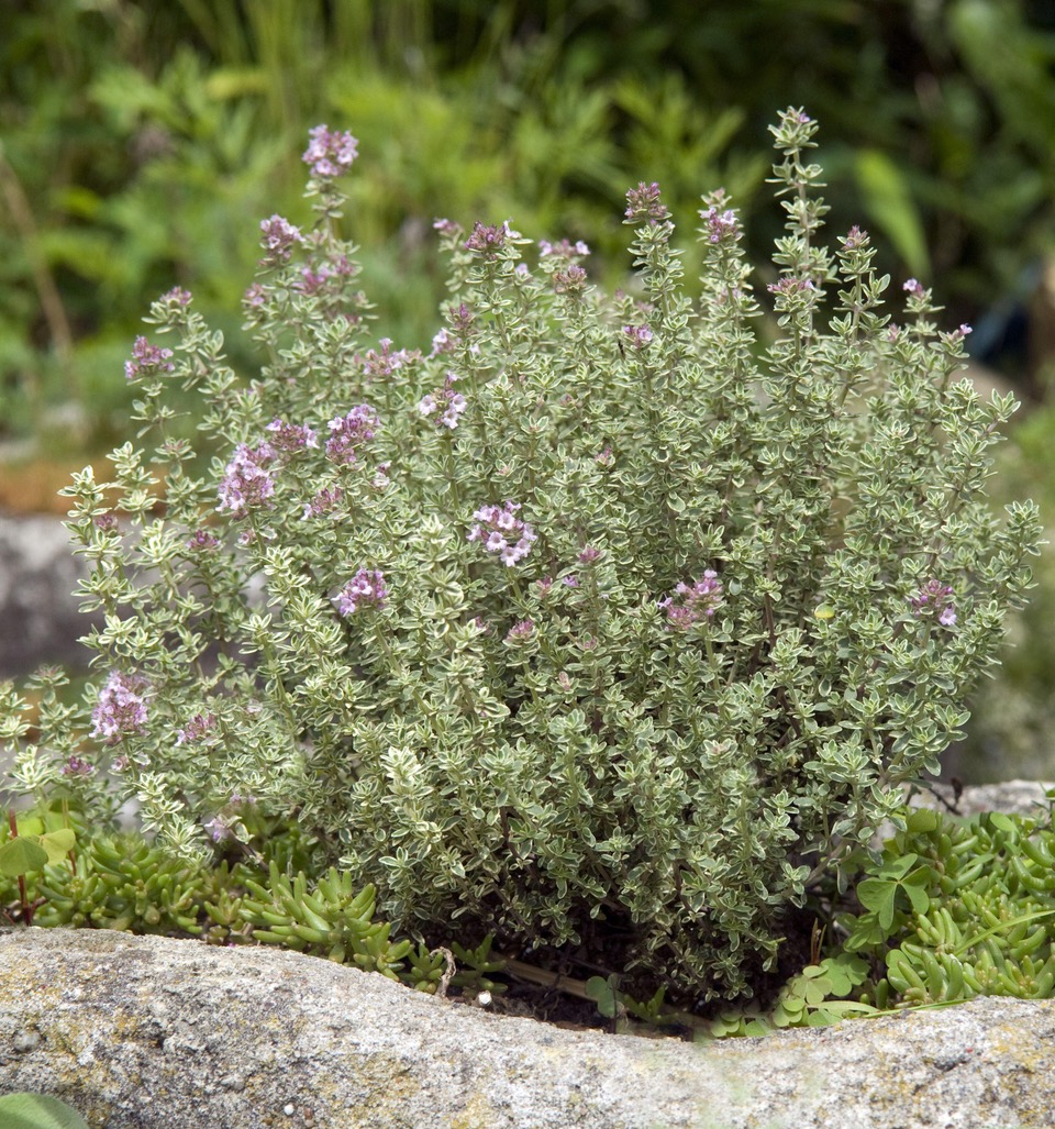Thymus x citrodorus 'lemon thyme'