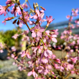 Prunus incisa 'paean'. Pink flowering dwarf cherry tree