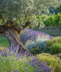 2BN4NFJ Olive tree, Lavender and Grapevines in garden near Saint Cirq Lapopie, Midi-Pyrenees, France