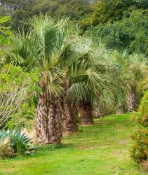 2GNFYW0 Line of silvery fronded jelly palms, Butia odorata, at Tremenheere Sculpture Park, Cornwall, UK