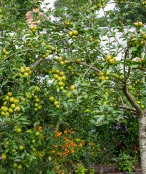 2XW96K5 Apple trees heavy with late summer fruit at Quarry Bank gardens, Styal, Cheshire, England.