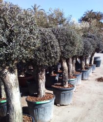 Clipped head olives Clipped head olives