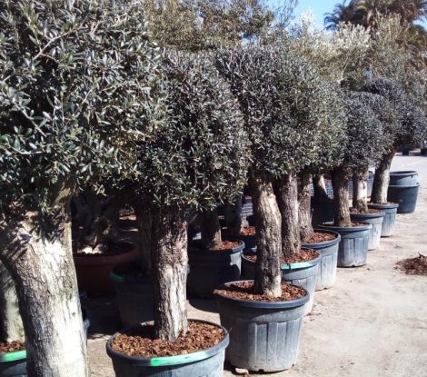 Clipped head olives