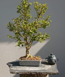 Mini Bonsai Collection_Buxus sempervirens in Grey Pot