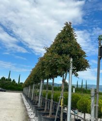Photinia-cone-head-rotated-1.jpg