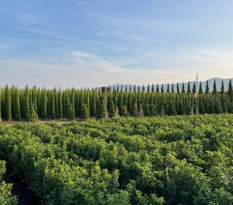 Specimen,Trees,And,Shrubs,Growing,On,A,Nursery,In,Pistoia,