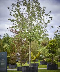 Prunus Avium_K7A0145