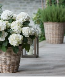 RX5176 botany, white hydrangea in the wicker basket, Caution! For Greetingcard-Use / Postcard-Use In German Speaking Countries Certain Restrictions May Apply