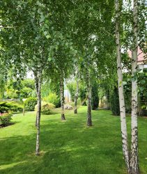 A,Group,Of,Birch,Trees,In,The,Garden,With,A